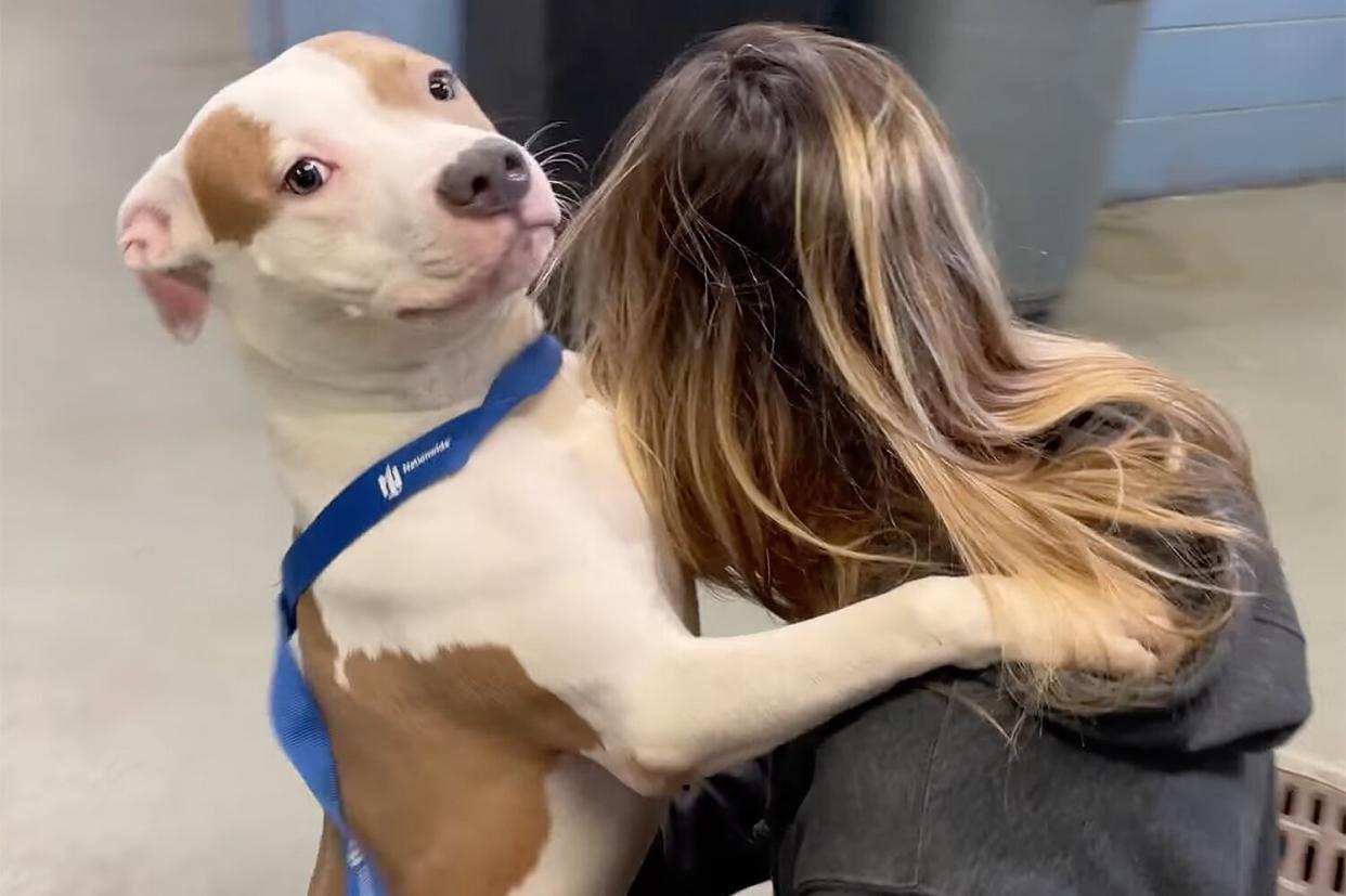 dog abandoned at airport