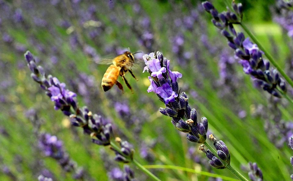Lavender season hits its stride in late June.