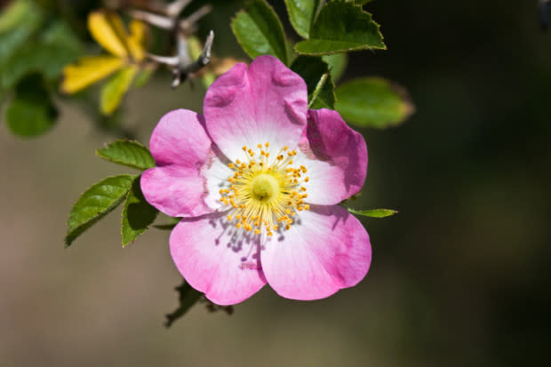 Wild prairie rose, the North Dakota state flower<p>iStock</p>