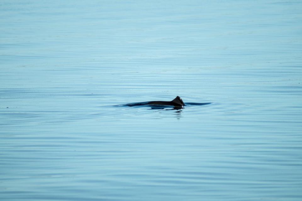 Harbour porpoises can lose their sense of direction from underwater noise caused by oil and gas fields (Getty/iStock)