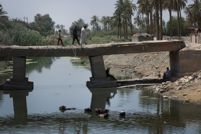 The Wider Image: Drought imperils Iraq's water buffalo and a child's way of life