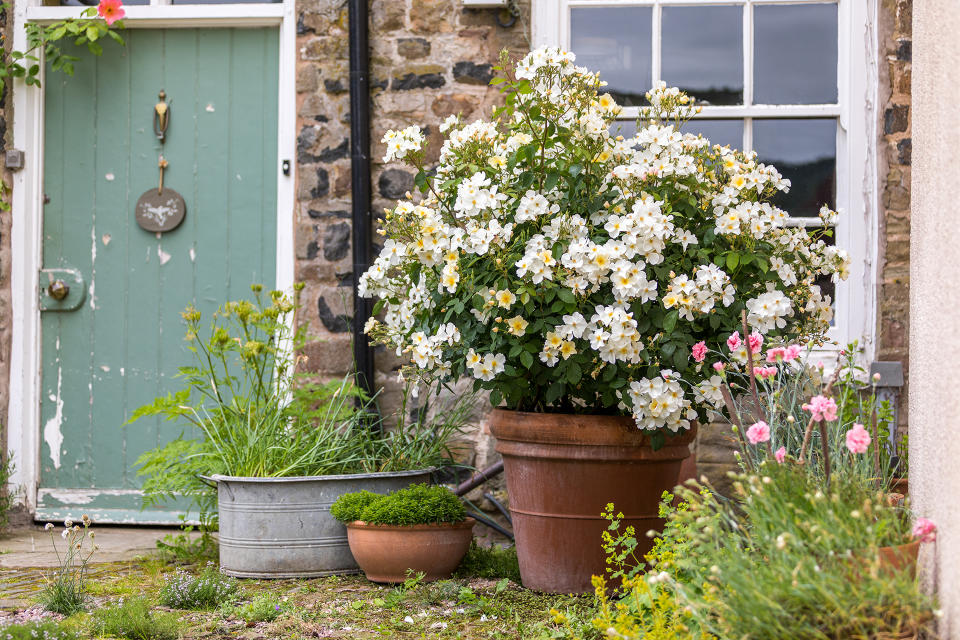 9. Brighten up patios with potted roses