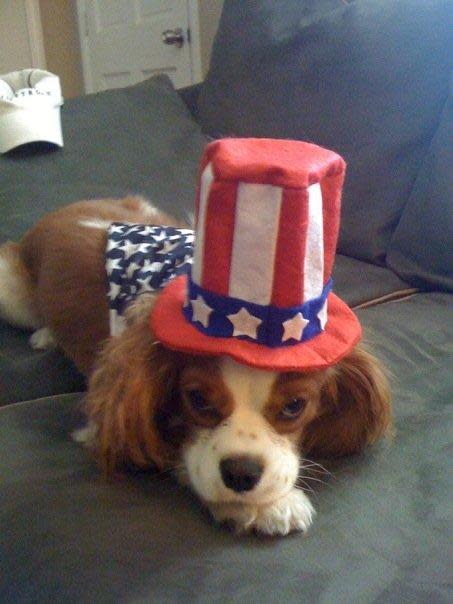 fourth of july dog