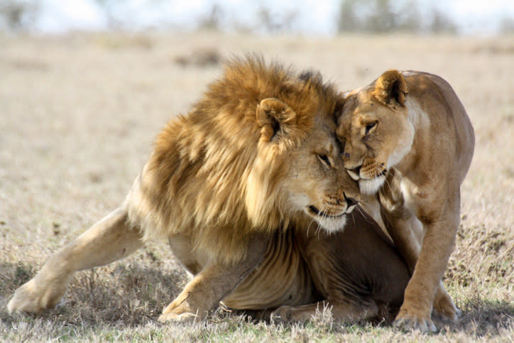 a lion and lioness