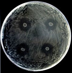 <span class="caption">Patógeno de la caries <em>Streptococcus mutans</em> en una placa Petri. Se han cultivado 4 colonias de <em>S. dentisani</em> y se observan halos de inhibición alrededor de las colonias, ya que <em>S. dentisani</em> impide el crecimiento del patógeno. / Luis D. Alcaraz.</span> <span class="attribution"><span class="source">FISABIO</span>, <span class="license">Author provided</span></span>