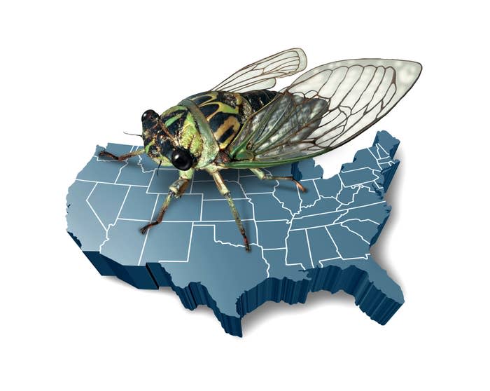 A large cicada sits on a 3D map of the United States, highlighting a news story about cicada populations or outbreaks