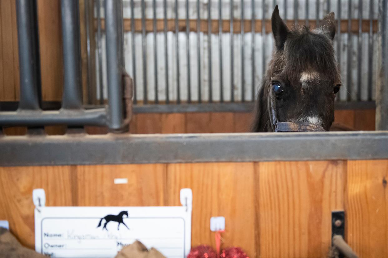 Some of the animals taken in at Omega Horse Rescue arrive with trauma, both visible and invisible. King, an aged crossbred Pony, arrived with a painful inflammation condition in his right eye called uveitis, which then turned into glaucoma. Kelly Smith was trying to raise money to pay for a surgical procedure that would remove King's eye.