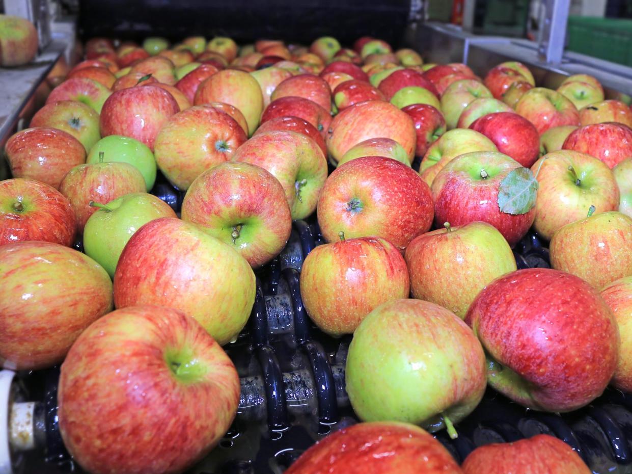 Apples float in a sort of water conveyer belt in a fruit packing warehouse