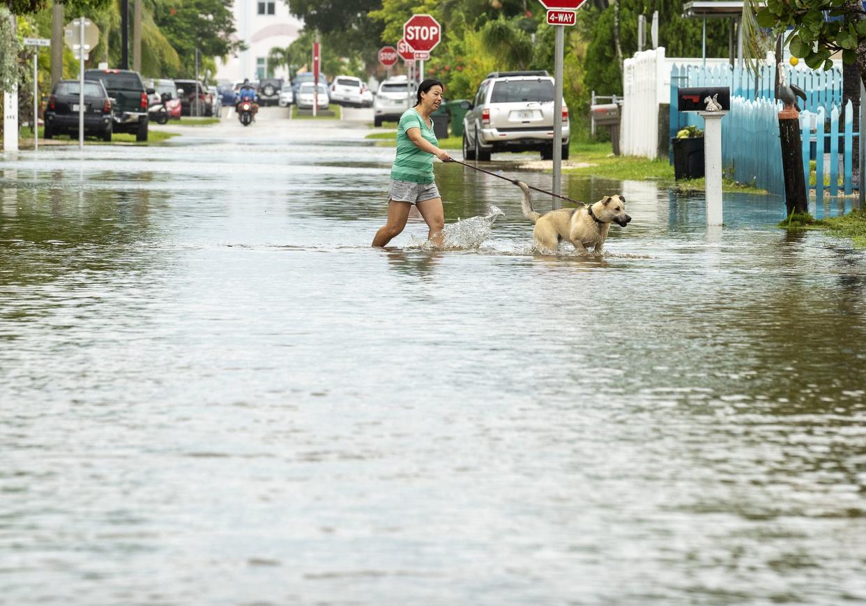 A dog is walked through floodwater as the tide rises on Tuesday, Sept. 27, 2022, in Key West, Fla., as the first bands of rain associated with Hurricane Ian pass to the west of the island chain.