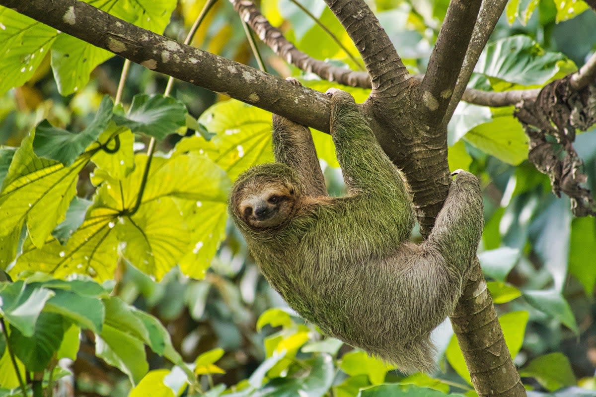 An adult pale-throated sloth hangs from a tree. Sloth virus spreads through the bite of infected midges (pictured).  Oropouche virus was first detected in 1955.  ((Alamy/PA))