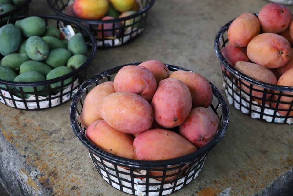 玉井青果集貨場裡待價而沽的芒果。（圖片來源：妮可魯）