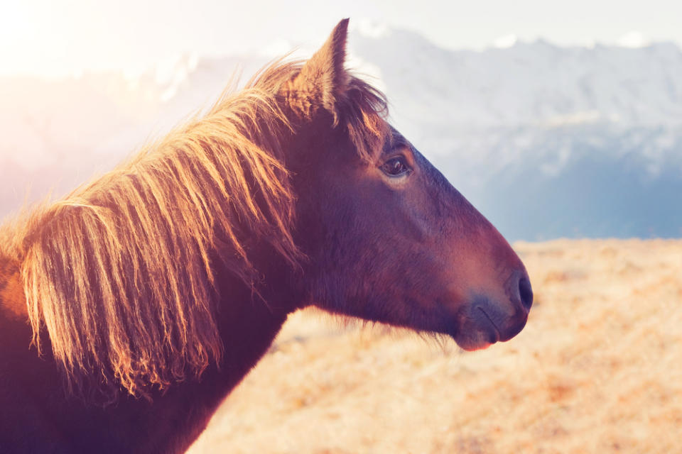 This 4-year-old boy and a baby horse are best friends, and all is right with the world