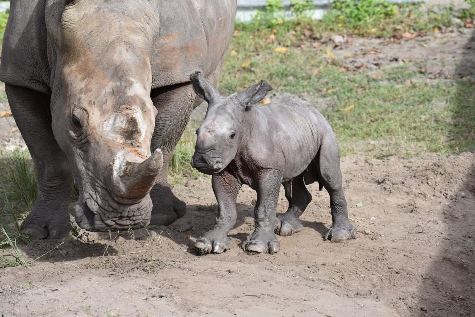 Born Nov. 17, Josh, the baby rhino, stands alongside mom Bloom at Lion Country Safari.