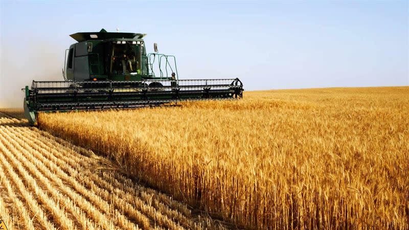 烏克蘭為全球主要小麥供應國之一。（圖／烏克蘭國防部情報局）