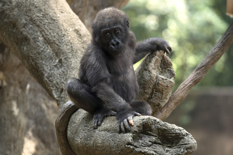 Die junge Affen-Dame Anaka hat eine Hautpigmentstörung. Experten vermuten die Weißfleckenkrankheit, die sonst in erster Linie bei Menschen vorkommt (Bild: ZOO ATLANTA/ CATERS NEWS)