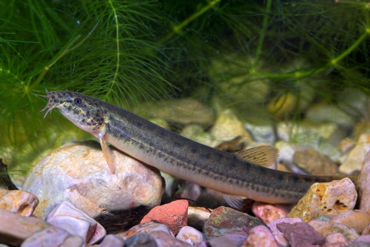 'Misgurnus anguillicaudatus' del Delta del Ebro Mariano Cebolla, <a href="http://creativecommons.org/licenses/by-sa/4.0/" rel="nofollow noopener" target="_blank" data-ylk="slk:CC BY-SA;elm:context_link;itc:0;sec:content-canvas" class="link ">CC BY-SA</a>