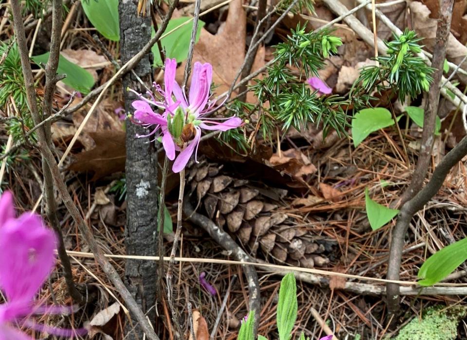 The first flowers are starting to come out on this rhodora found in the Keay Brook Preserve in North Berwick, Maine.