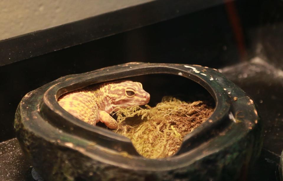 Logan McCay's gecko, Yoshi, hides in his new home at Coastal Middle School. McCay's family game the gecko to the class after Logan was killed in a vehicle accident last year.