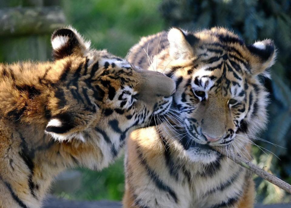 Eastern Daily Press: The sculpture trail has been launched to celebrate the first birthday of the zoo's beloved Amur tiger cubs, Kash and Kumi