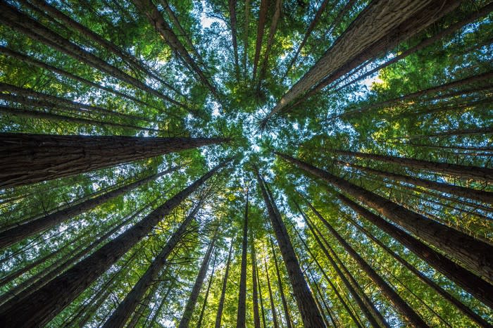 A view from below of towering redwood trees.