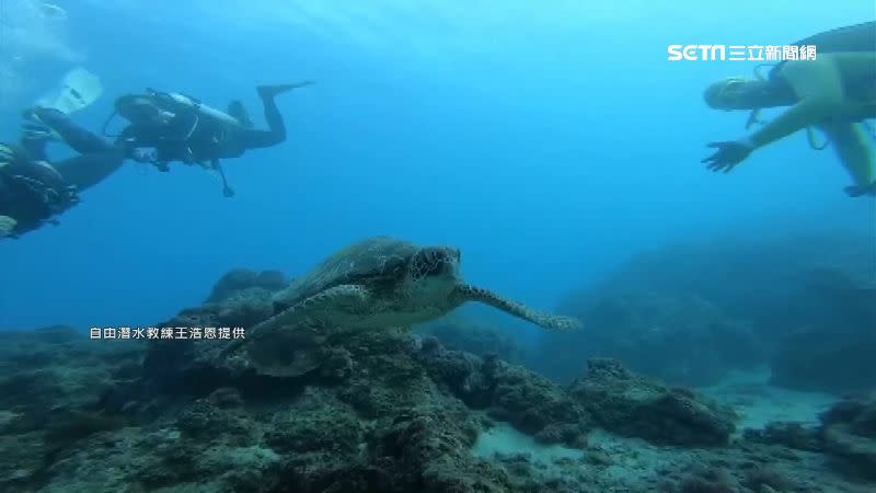 天氣炎熱，濱海活動成國旅熱門選擇。（圖／自由潛水客教練王浩恩提供）