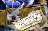 Bulldogge Vincent, die Meredith und Chad Green aus Des Moines in Iowa gehört, verspeist seine Gewinnertorte. Das Tier wurde zum Sieger der 37. Jährlichen „Drake Relays Beautiful Bulldog Contest“ gekrönt. Das Event findet in der Drake Universität statt, die eine Bulldogge zum Maskottchen hat. (Bild: Charlie Neibergall/AP)