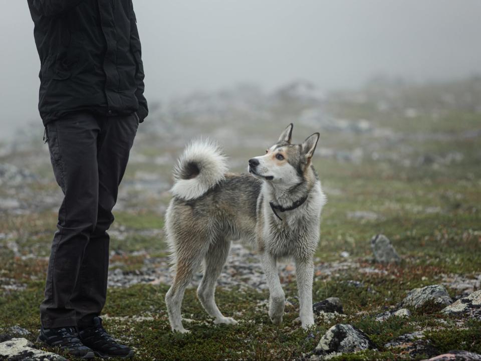 The precise origin of man’s relationship with dogs ‘remains shrouded in mystery’  (Getty)