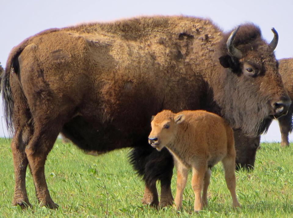 A bison with their calf at the Neal Smith National Wildlife Refuge.