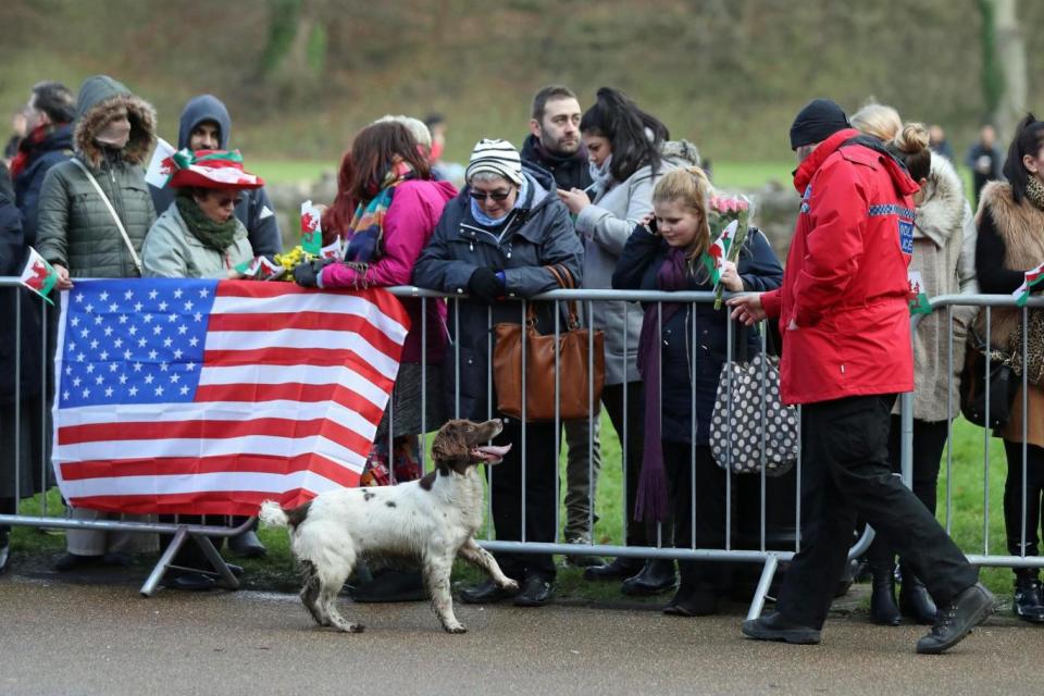 A police sniffer dog at work in front of members of the public awaiting the arrival of Prince Harry and Meghan Markle (PA)