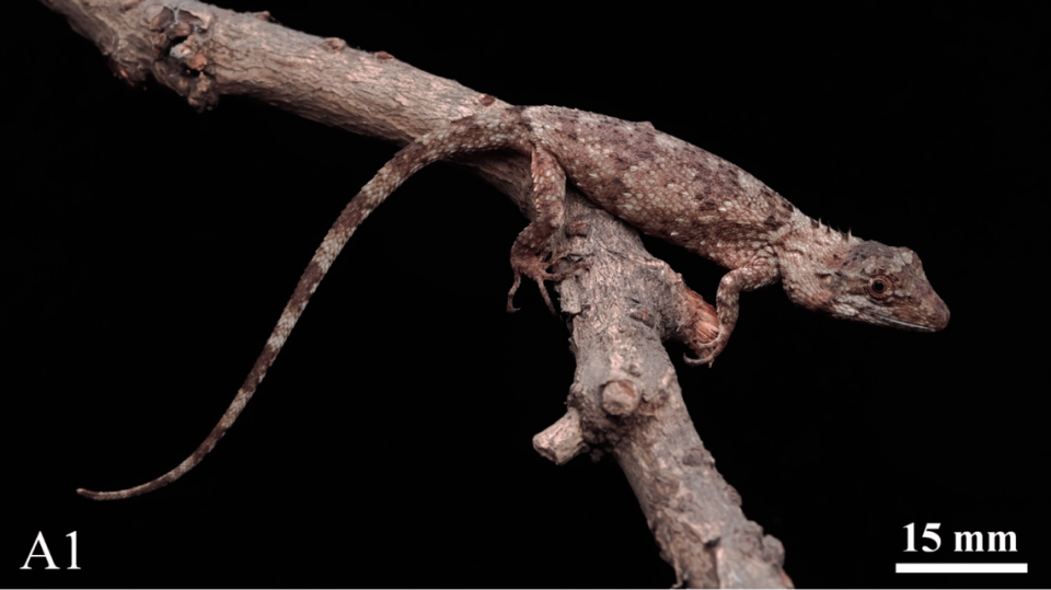 A Pseudocalotes jingpo, or Jingpo false garden lizard, perched on a branch.