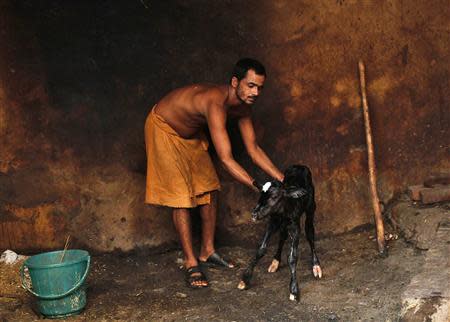 A Sadhu or a Hindu holyman tends to a newborn calf at a goushala or a cow shelter in the old quarters of Delhi June 19, 2013. REUTERS/Anindito Mukherjee