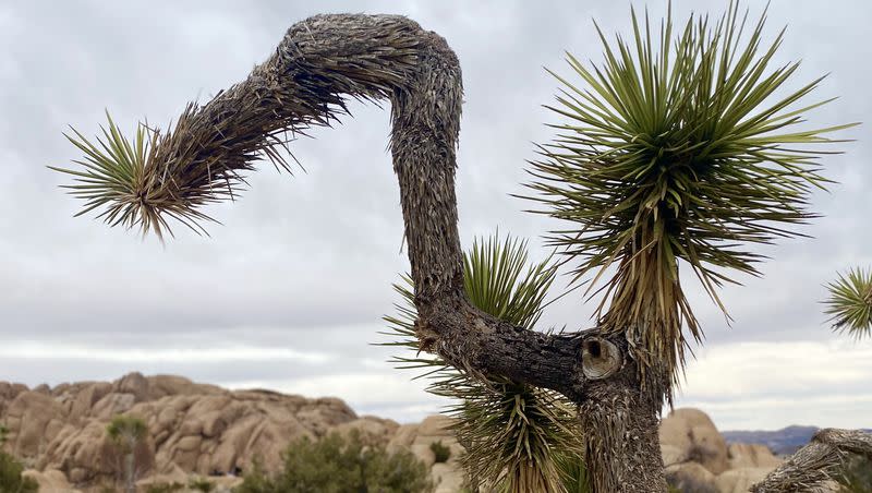 Joshua trees can live to be hundreds of years old and are native to the Mojave Desert and Avi Kwa Ame. This one is in Joshua Tree National Park and stands tall on January 29, 2022. President Joe Biden designated Avi Kwa Ame and Castner Range as national monuments.