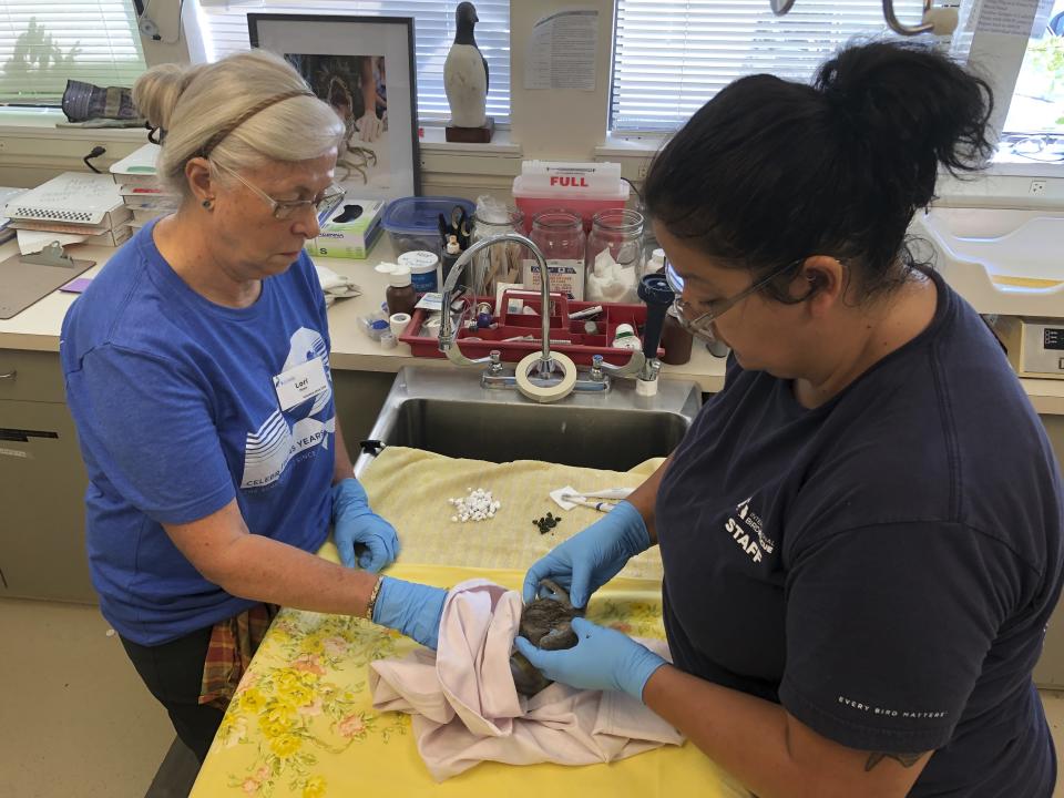 International Bird Rescue volunteer Lori Moon, left, and Center Manager Isabel Luevano examine a rescued bird at the International Bird Rescue in Fairfield, Calif., Wednesday, July 17, 2019. An animal rescue group is asking for help caring for dozens of baby snowy egrets and black-crowned night herons left homeless last week after a tree fell in downtown Oakland. (AP Photo/Haven Daley)