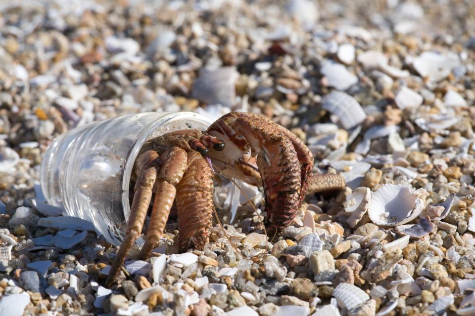 A hermit crab uses a shot glass in place of a seashell for protection.