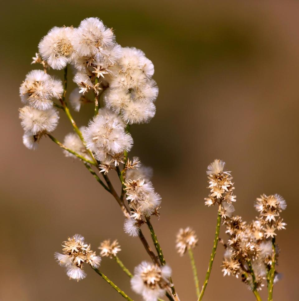 A plant with thin stems and fluffy petals blooms.