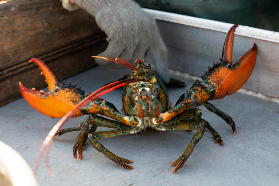 A lobster rears its claws after being caught off Spruce Head, Maine, Aug. 31, 2021. Maine lawmakers have introduced a bill to prevent the state from offering tax incentives to companies that ban the sale of lobster in the wake of concerns raised by sustainability organizations.