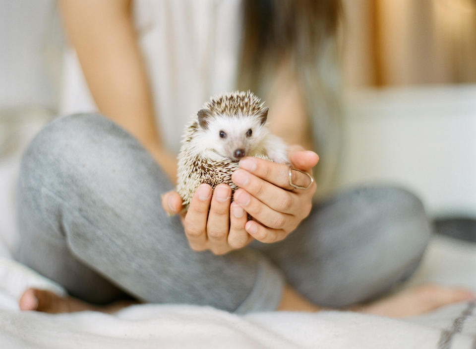 Capricorn: Adopt a Hedgehog