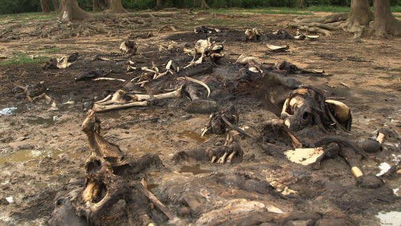 Remains of one of over two dozen African forest elephants killed at the Dzanga Bai clearing in the Central African Republic last May.