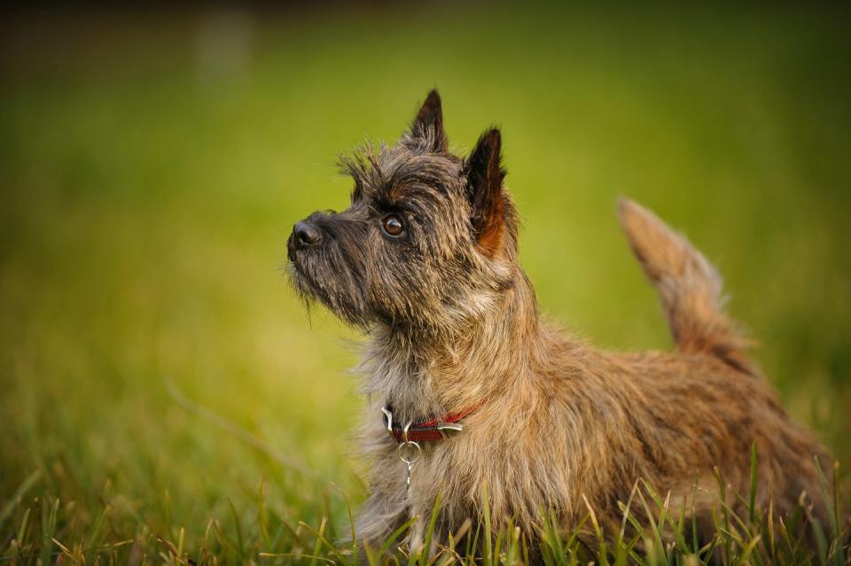 <p>If you're looking for a happy, easygoing dog who loves to explore, <a href="https://www.akc.org/dog-breeds/cairn-terrier/" rel="nofollow noopener" target="_blank" data-ylk="slk:Cairn Terriers;elm:context_link;itc:0;sec:content-canvas" class="link ">Cairn Terriers</a> might be perfect for you. They're naturally curious, but they love a good cuddle. Their grooming needs are also pretty low-maintenance, thanks to their double coat. They should be brushed and combed about once a week. <br></p>