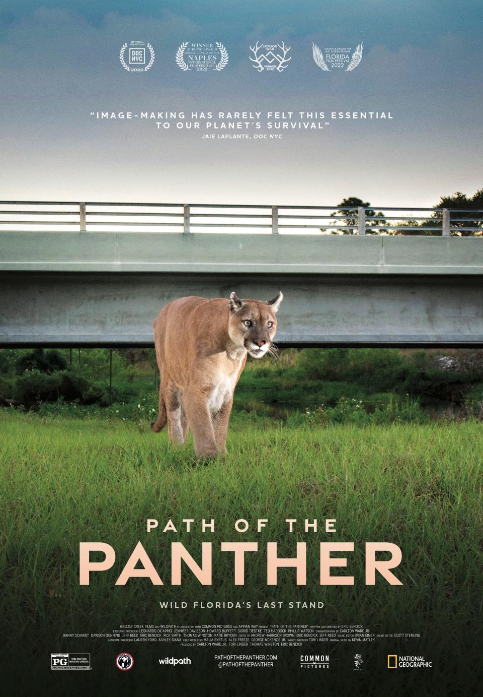 A male Florida panther travels beneath a wildlife underpass to avoid traffic on S.R. 80 near LaBelle in this poster image for the documentary "Path of the Panther." The documentary illustrates the panthers' need for large and connected ranges of land in Florida.