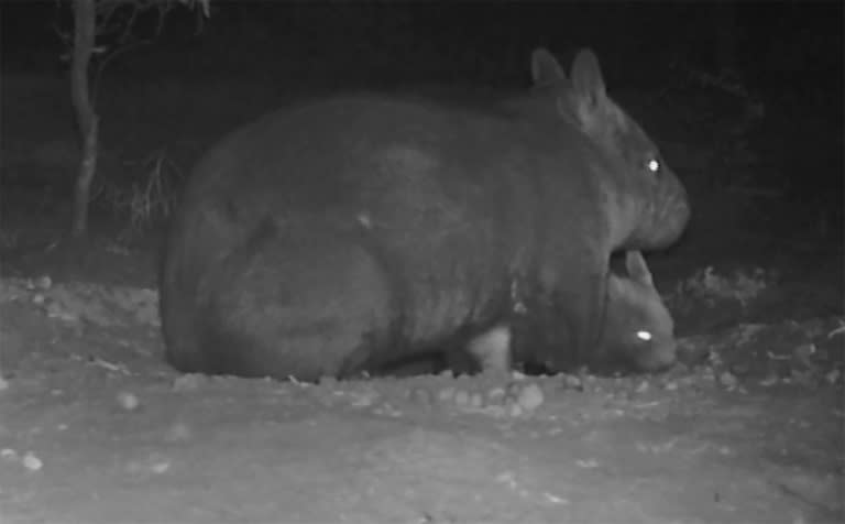 The furry marsupial emerged from its mother's pouch at the Richard Underwood Nature Refuge in Queensland state