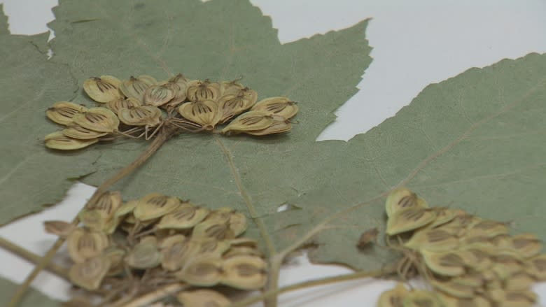 UNB herbarium plants its collection into online database to aid research