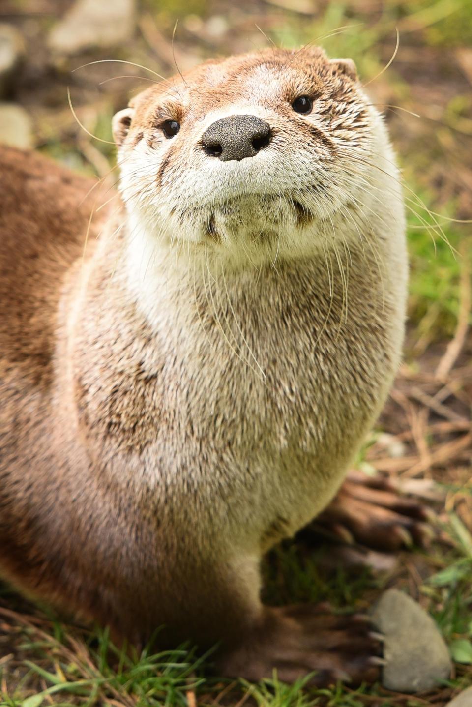 A river otter roams around in it's exhibit Wednesday, May 6, 2020, at Fort Rickey Discovery Zoo in Rome.