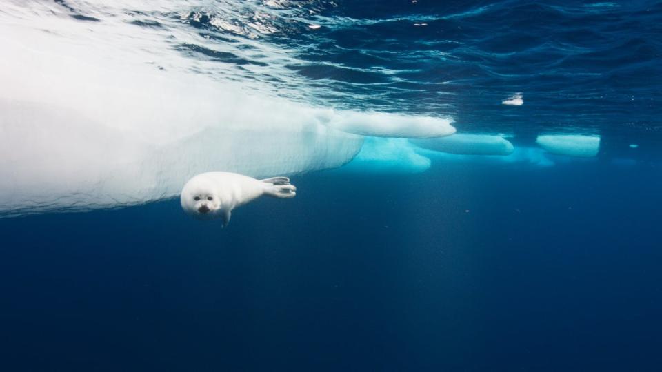 A baby harp seal swimming under the pack ice off east Greenland (BBC Studios)