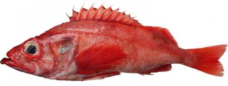 A Pacific Ocean perch, a species of West Coast groundfish, is shown in this January 6, 2017 handout photo.  Washington Department of Fish and Wildlife/Vicky Okimura/Handout via REUTERS