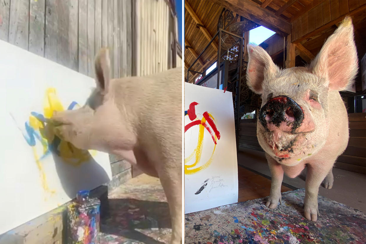 (Left) Pigcasso with painting. (Right) Joanne Lefson, 52, from Franschhoek, South Africa, and Pigcasso painting at Farm Sanctuary SA.