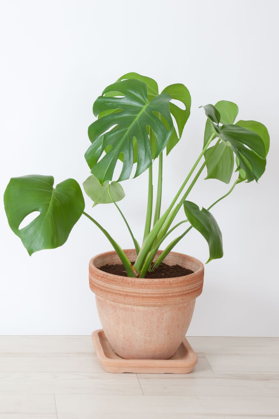 Philodendron