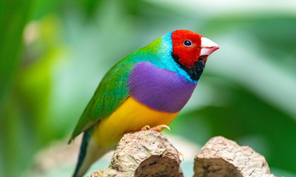 <span>The Gouldian finch is listed as endangered. The Labor government approved the clearing of part of its habitat in Darwin.</span><span>Photograph: Joe Hidalgo Photgography/Getty Images</span>