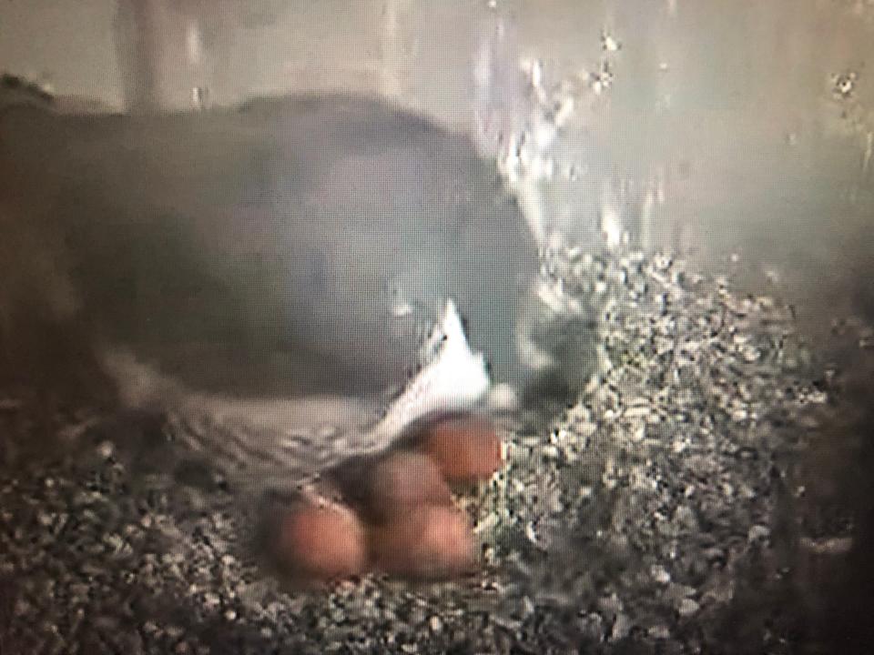 Four eggs appear in South Bend's peregrine falcon nest on the evening of Monday, April 18, 2022.