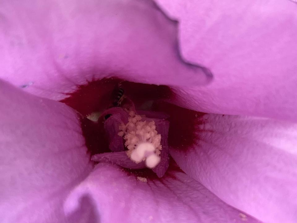 <p>iPhone 13 Pro camera sample: A macro shot of a bee in a pink flower</p>
